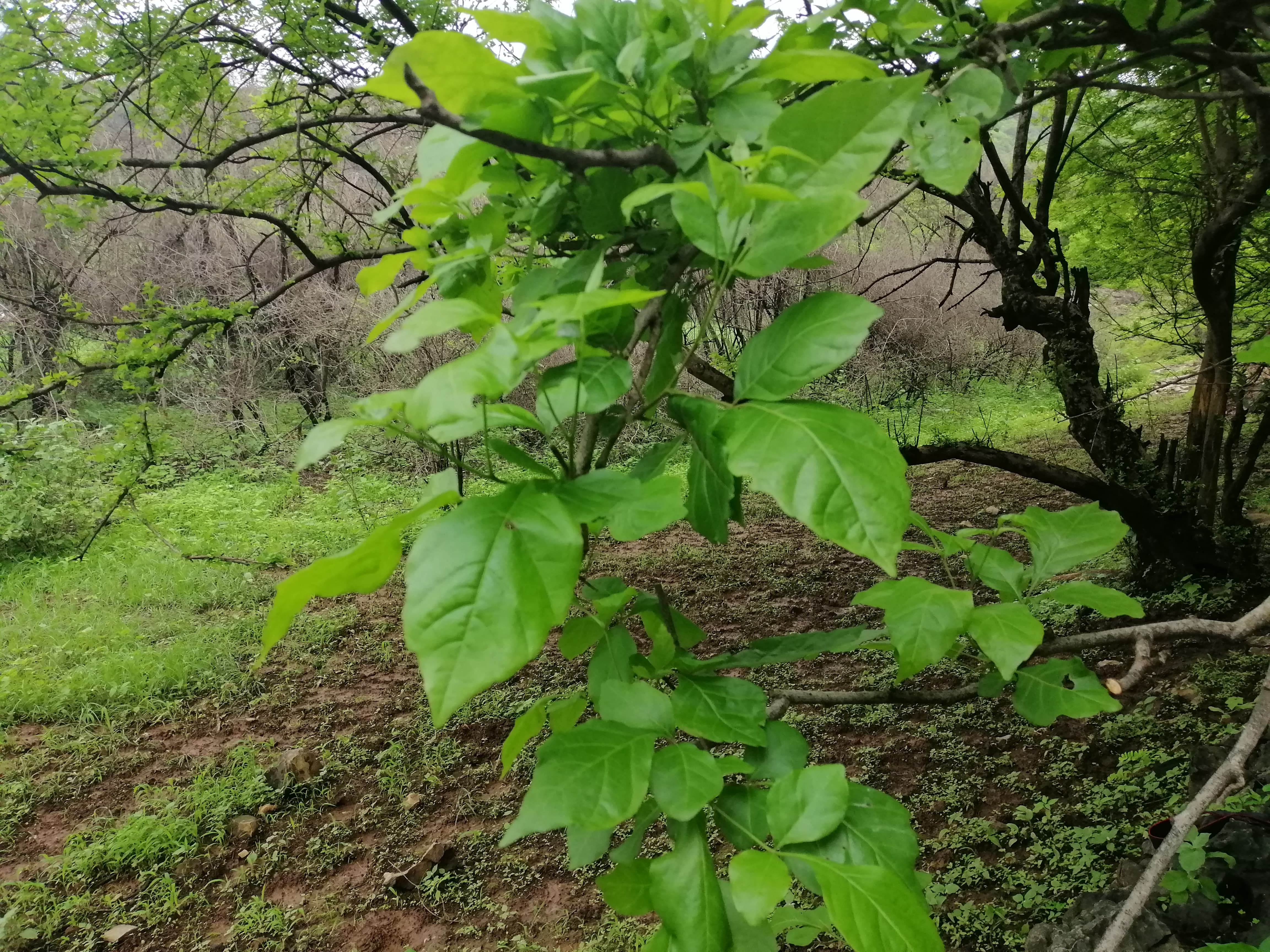 Plant Image